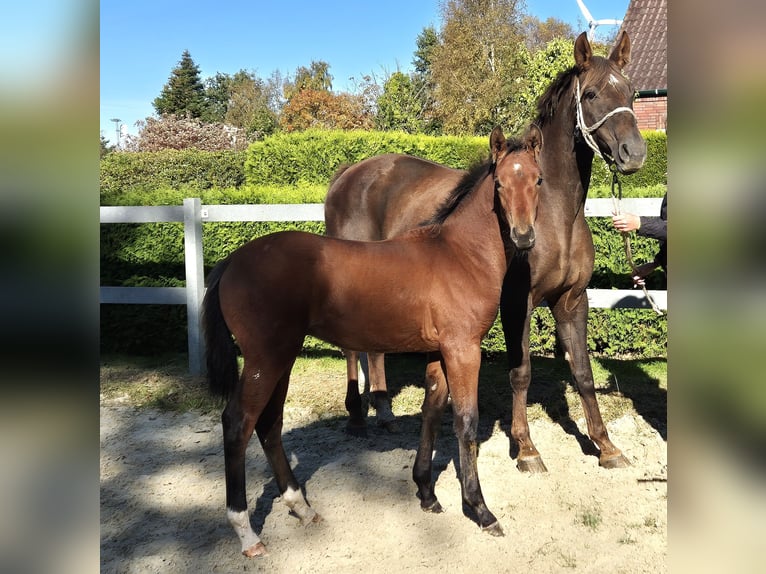 Hannoveraner Hengst 1 Jahr 170 cm in Ochtersum