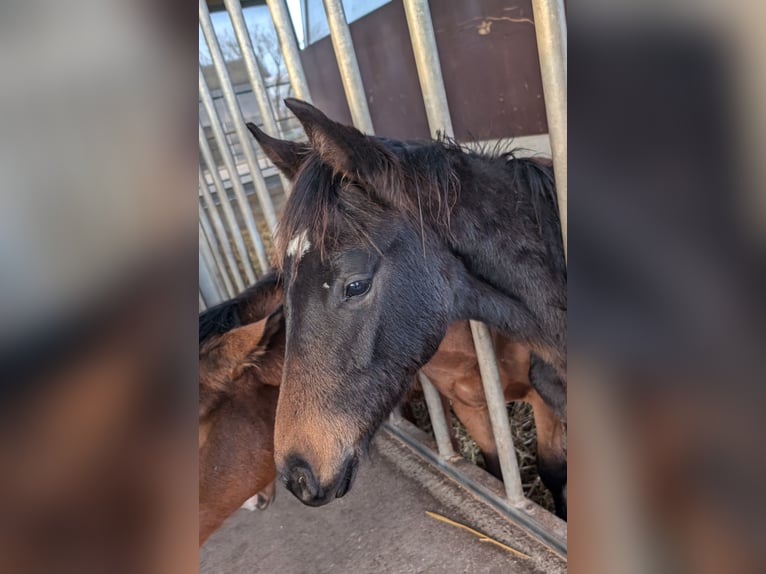 Hannoveraner Hengst 1 Jahr 170 cm Dunkelbrauner in Weyhe