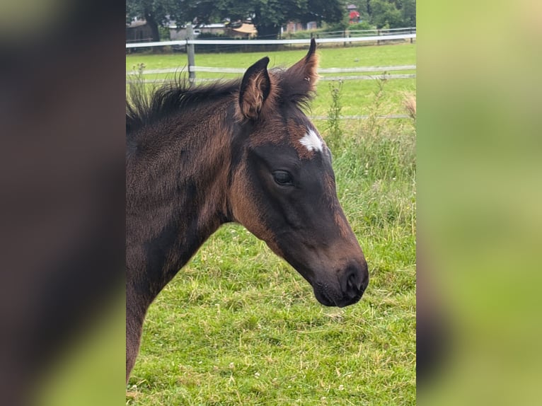 Hannoveraner Hengst 1 Jahr 170 cm Dunkelbrauner in Weyhe