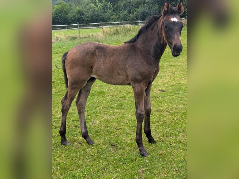 Hannoveraner Hengst 1 Jahr 170 cm Dunkelbrauner in Weyhe