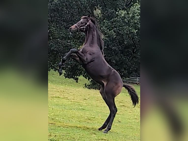 Hannoveraner Hengst 1 Jahr 170 cm Dunkelbrauner in Weyhe