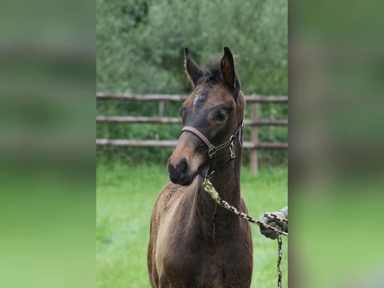 Hannoveraner Hengst 1 Jahr 170 cm Dunkelbrauner in Stubben