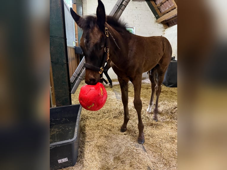 Hannoveraner Hengst 1 Jahr 170 cm Dunkelbrauner in Stubben