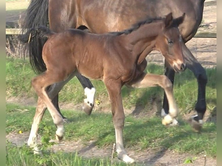 Hannoveraner Hengst 1 Jahr 170 cm Dunkelbrauner in Ratekau
