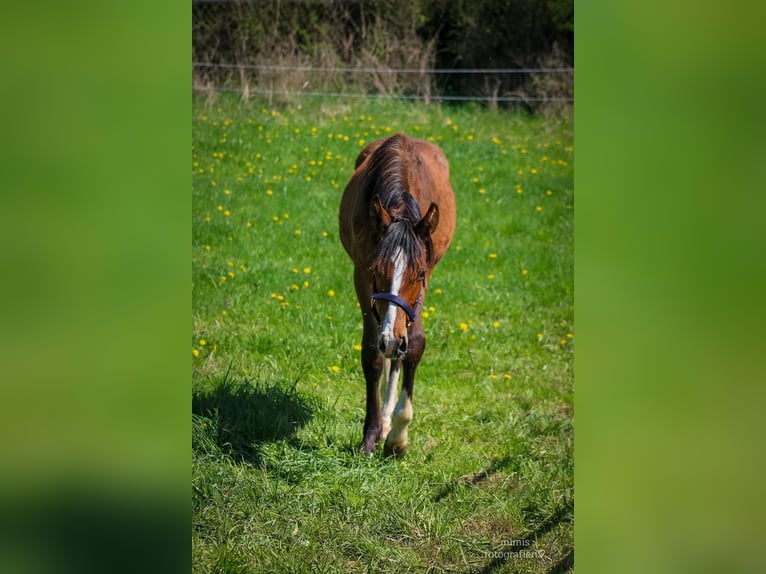 Hannoveraner Hengst 1 Jahr 170 cm Hellbrauner in Hessisch Lichtenau
