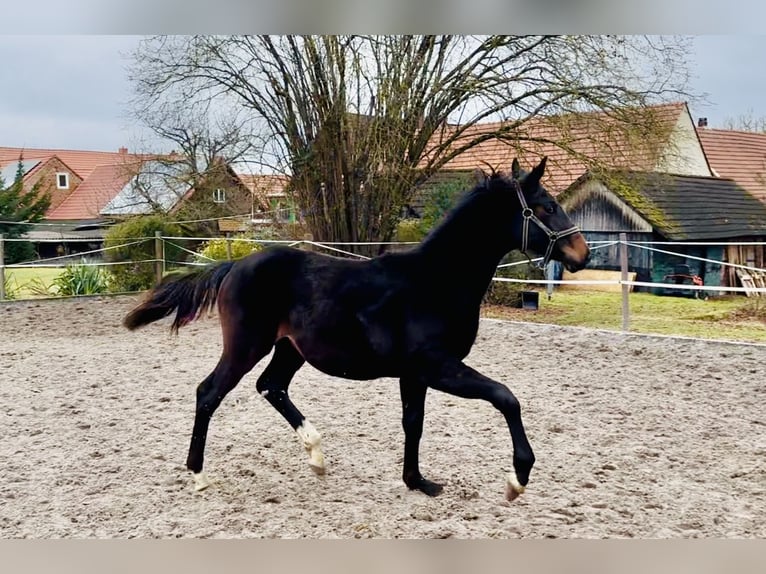 Hannoveraner Hengst 1 Jahr 170 cm Rappe in Dransfeld
