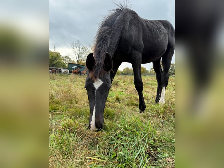 Hannoveraner Hengst 1 Jahr 170 cm Rappe in Handrup