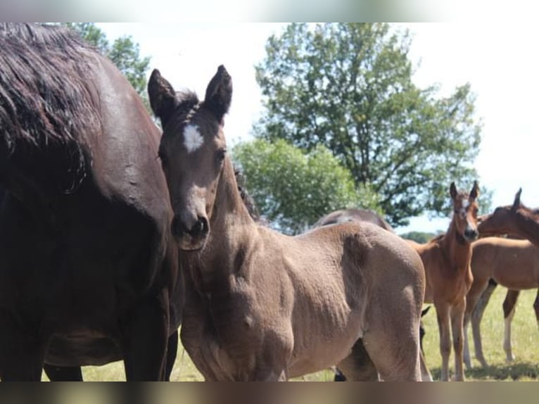 Hannoveraner Hengst 1 Jahr 170 cm Rappe in Hamersen