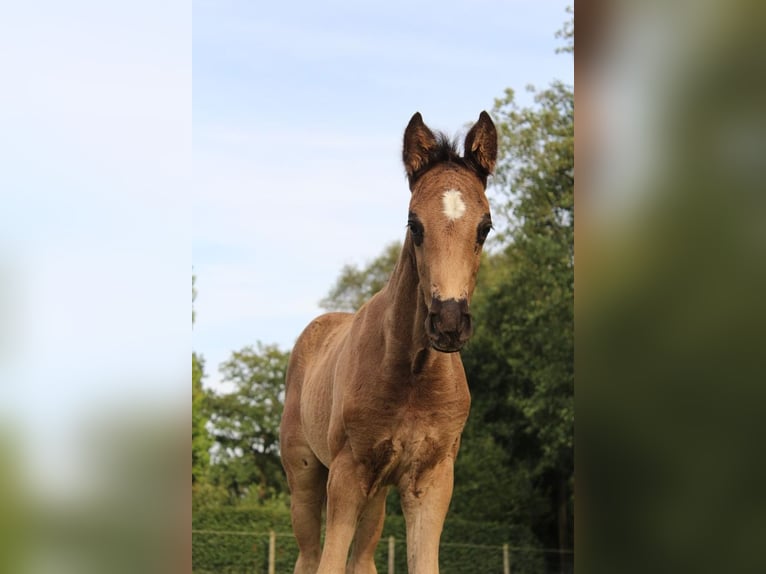 Hannoveraner Hengst 1 Jahr 170 cm Rappe in Hamersen