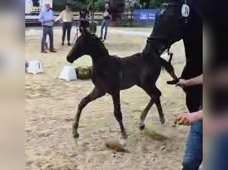 Hannoveraner Hengst 1 Jahr 170 cm Rappe in Rosengarten