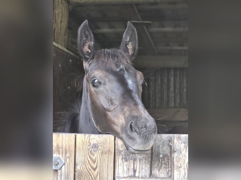 Hannoveraner Hengst 1 Jahr 170 cm Rappe in Rosengarten