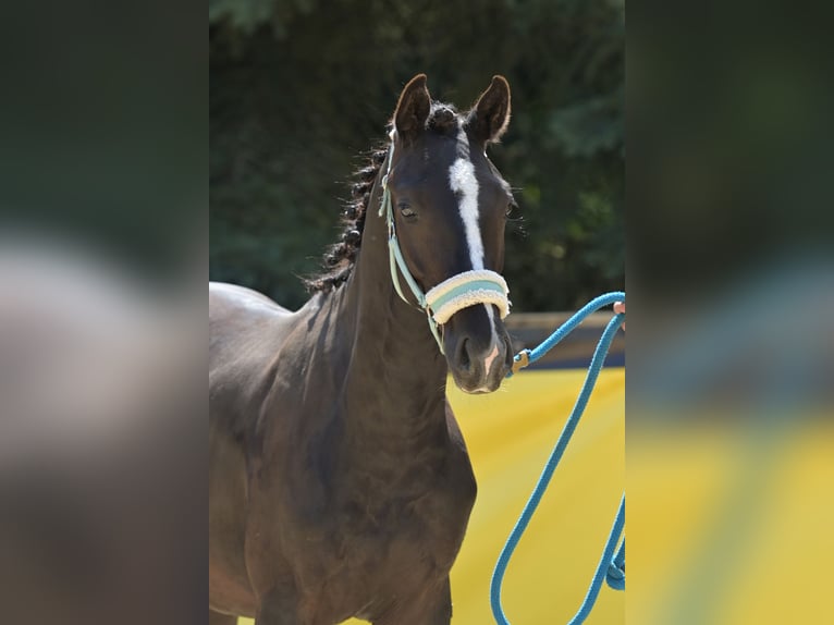 Hannoveraner Hengst 1 Jahr 170 cm Rappe in Eisingen