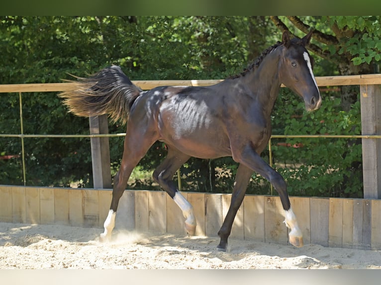 Hannoveraner Hengst 1 Jahr 170 cm Rappe in Eisingen