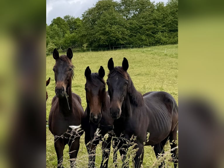 Hannoveraner Hengst 1 Jahr 170 cm Schwarzbrauner in Dransfeld