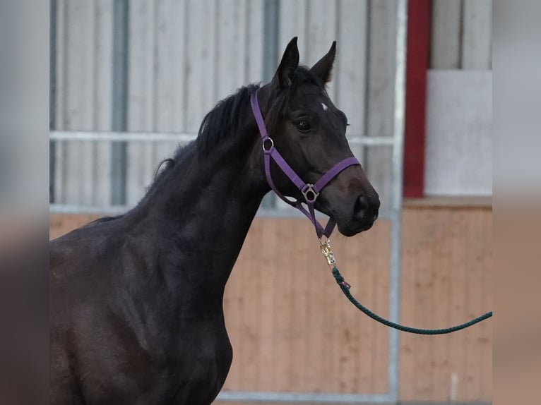 Hannoveraner Hengst 1 Jahr 170 cm Schwarzbrauner in Hohenfelde