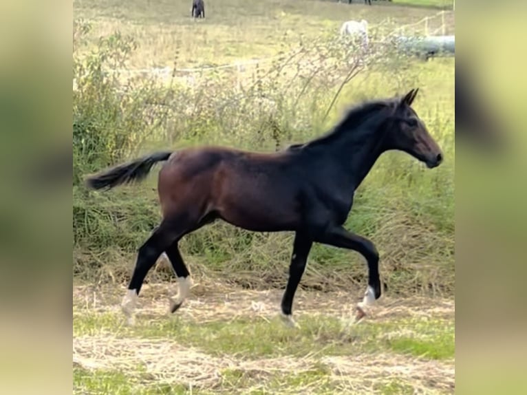 Hannoveraner Hengst 1 Jahr 171 cm Dunkelbrauner in Dransfeld