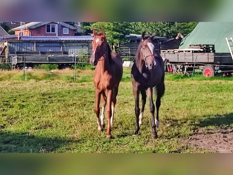 Hannoveraner Hengst 1 Jahr 172 cm Dunkelbrauner in Meldorf