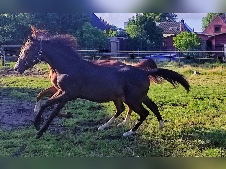 Hannoveraner Hengst 1 Jahr 172 cm Dunkelbrauner in Meldorf