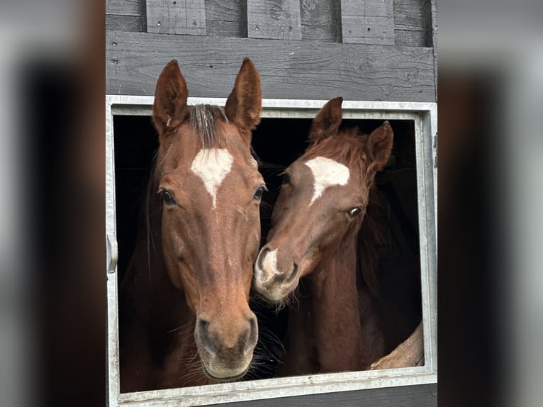 Hannoveraner Hengst 1 Jahr 172 cm Dunkelfuchs in Hadsten