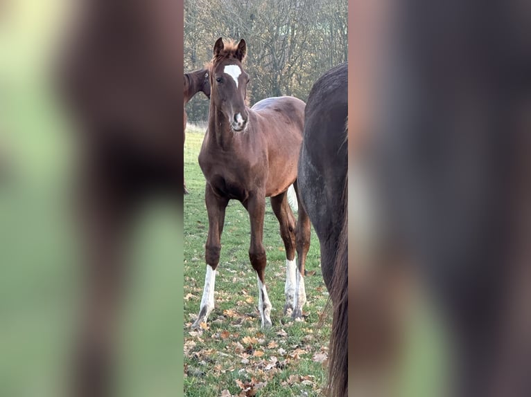 Hannoveraner Hengst 1 Jahr 172 cm Dunkelfuchs in Hadsten