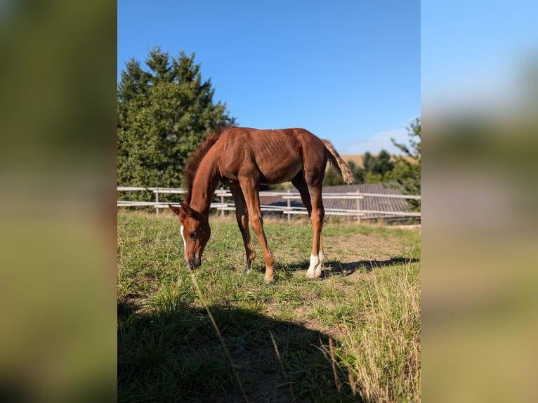 Hannoveraner Hengst 1 Jahr 172 cm Dunkelfuchs in Herren-Sulzbach