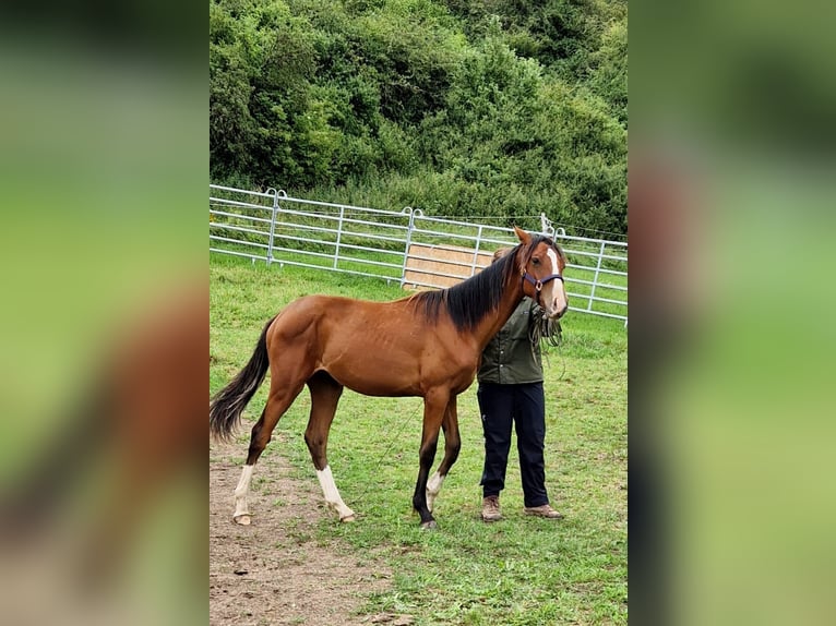Hannoveraner Hengst 1 Jahr 172 cm Hellbrauner in Hessisch Lichtenau