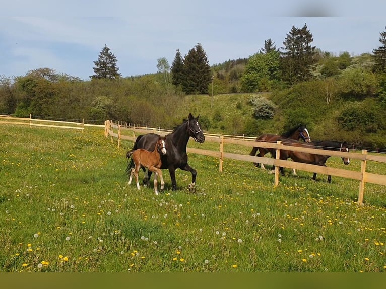 Hannoveraner Hengst 1 Jahr 172 cm Hellbrauner in Hessisch Lichtenau