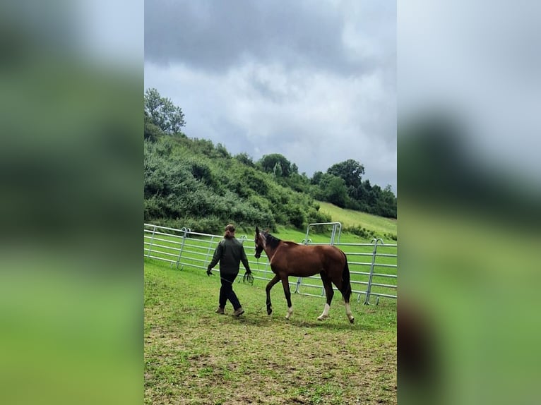 Hannoveraner Hengst 1 Jahr 172 cm Hellbrauner in Hessisch Lichtenau
