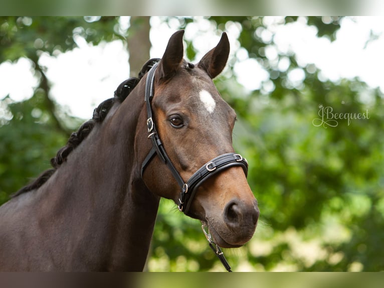 Hannoveraner Hengst 1 Jahr 172 cm Palomino in Ahaus