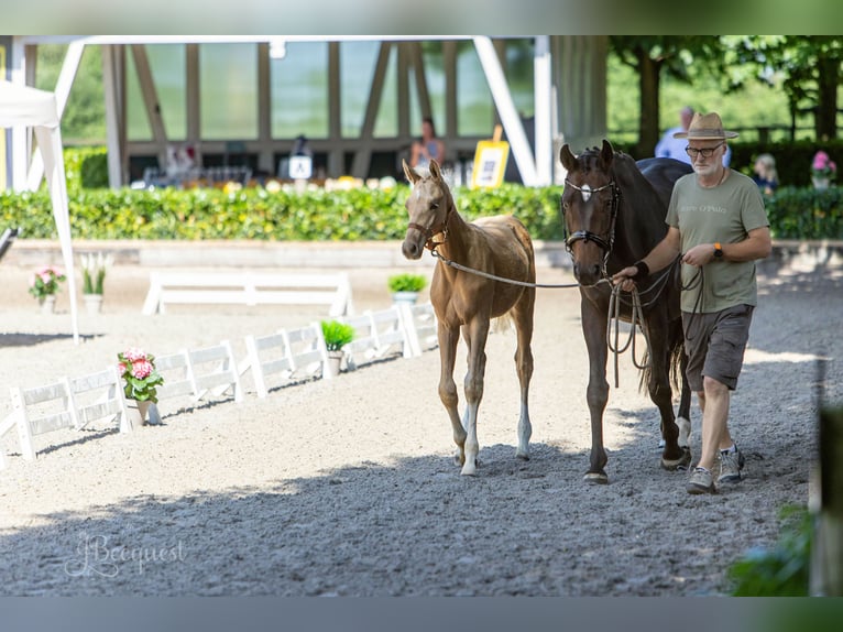 Hannoveraner Hengst 1 Jahr 172 cm Palomino in Ahaus