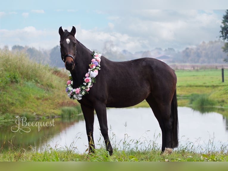 Hannoveraner Hengst 1 Jahr 172 cm Palomino in Ahaus