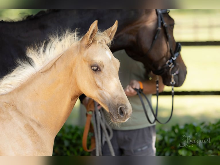 Hannoveraner Hengst 1 Jahr 172 cm Palomino in Ahaus
