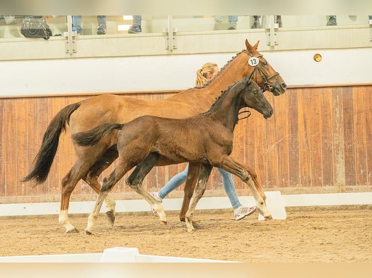 Hannoveraner Hengst 1 Jahr 172 cm Rappe in Herren-Sulzbach