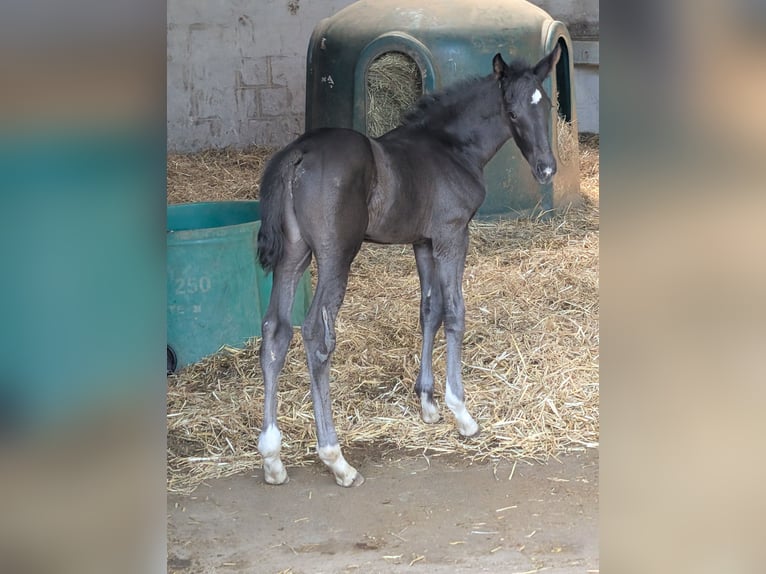 Hannoveraner Hengst 1 Jahr 172 cm Rappe in Herren-Sulzbach