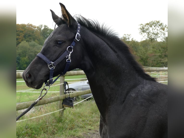 Hannoveraner Hengst 1 Jahr 172 cm Rappe in Greifenstein