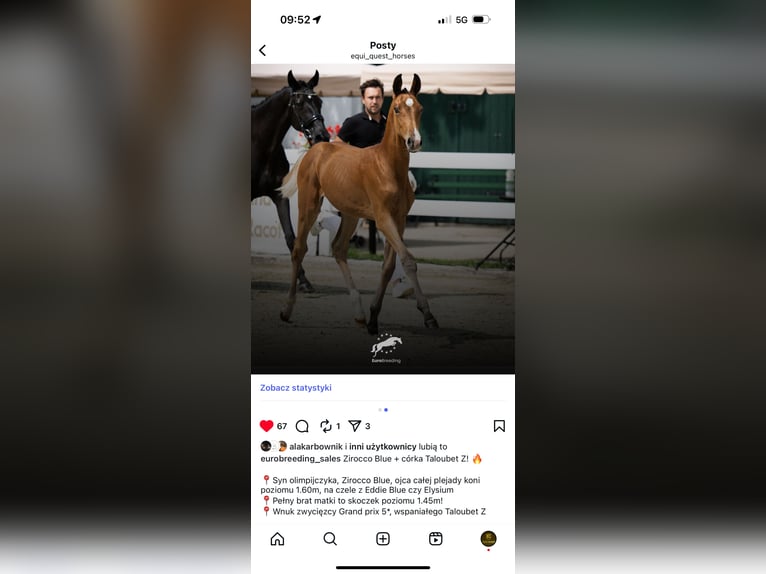 Hannoveraner Hengst 1 Jahr 172 cm Rotbrauner in Chylice-Kolonia