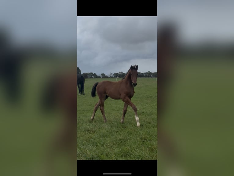 Hannoveraner Hengst 1 Jahr 173 cm Brauner in Vejeb