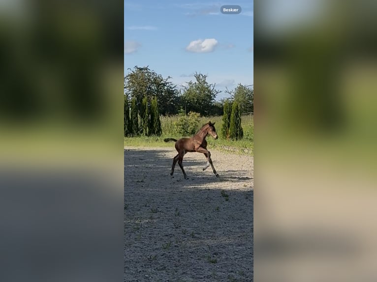 Hannoveraner Hengst 1 Jahr 173 cm Brauner in Vejeb