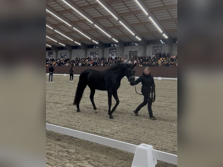 Hannoveraner Hengst 1 Jahr 173 cm Brauner in Vejeb