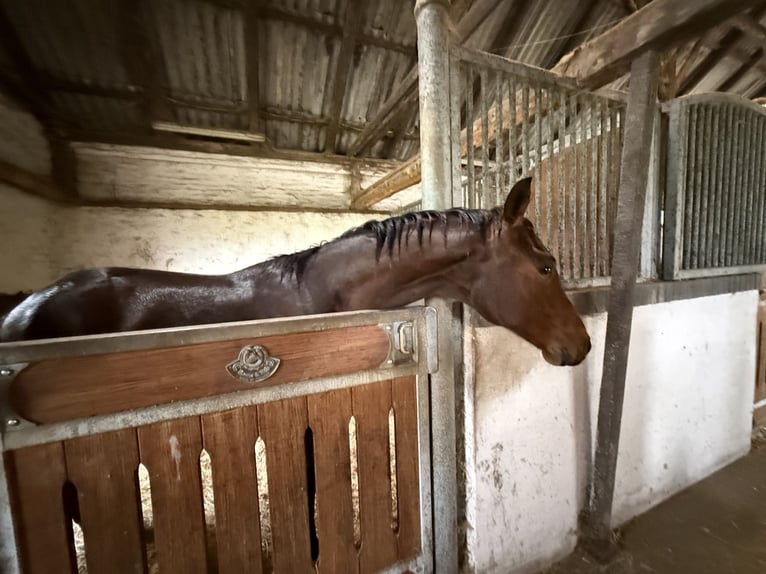 Hannoveraner Hengst 1 Jahr 173 cm Brauner in Vejeb