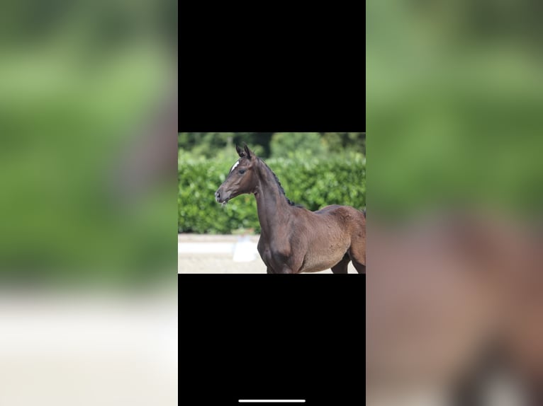 Hannoveraner Hengst 1 Jahr 173 cm Rappe in Gro&#xDF;heide Berumerfehn