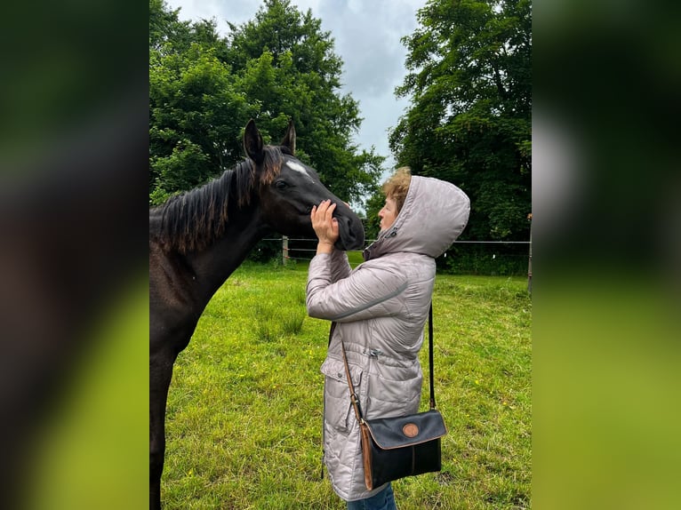 Hannoveraner Hengst 1 Jahr 173 cm Rappe in Gro&#xDF;heide Berumerfehn