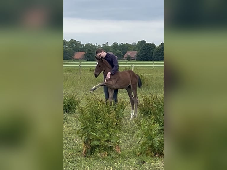 Hannoveraner Hengst 1 Jahr 175 cm Brauner in Norden