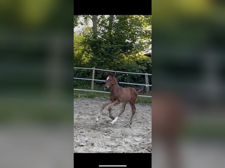 Hannoveraner Hengst 1 Jahr 175 cm Brauner in Norden