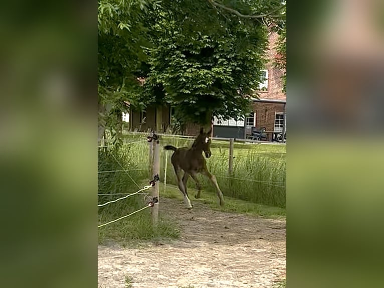 Hannoveraner Hengst 1 Jahr 175 cm Brauner in Norden