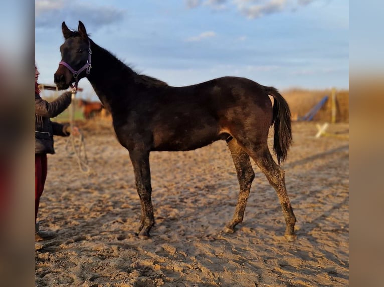 Hannoveraner Hengst 1 Jahr 175 cm Dunkelbrauner in Magdeburg