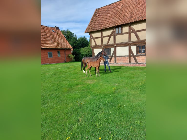 Hannoveraner Hengst 1 Jahr Brauner in Borstel