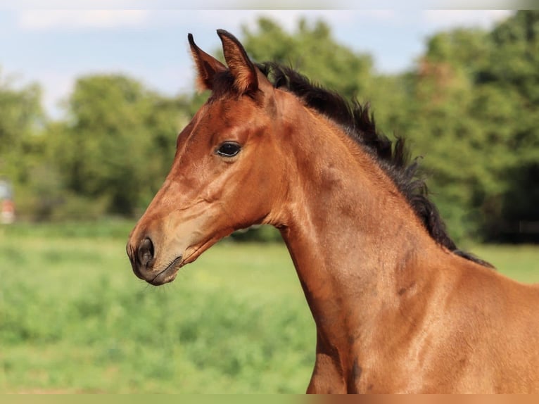 Hannoveraner Hengst 1 Jahr Brauner in Calau