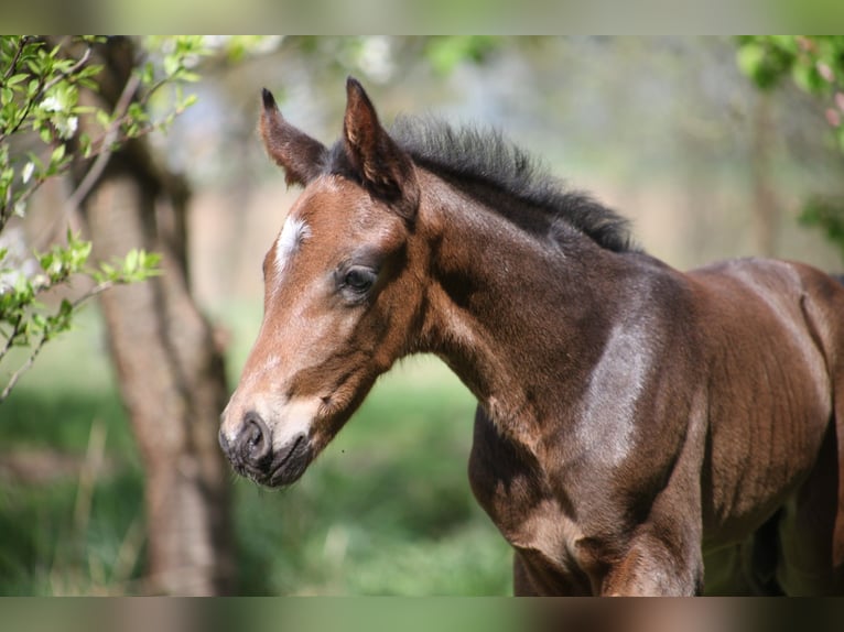 Hannoveraner Hengst 1 Jahr Brauner in Kastorf