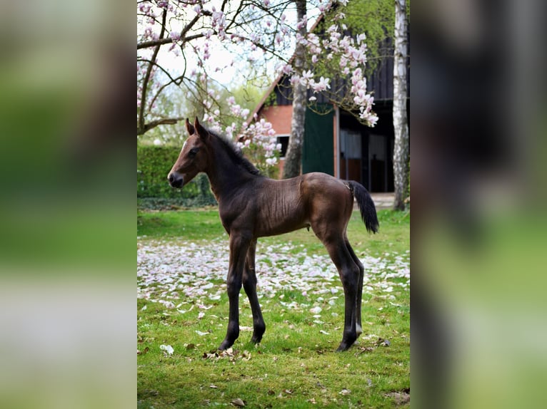 Hannoveraner Hengst 1 Jahr Brauner in Kastorf